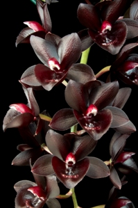 Fredclarkeara Dark Matter Sunset Valley Orchids AM/AOS 82 pts.